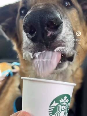 Treat yo Self !! #treat #Summer #dog #fyp
