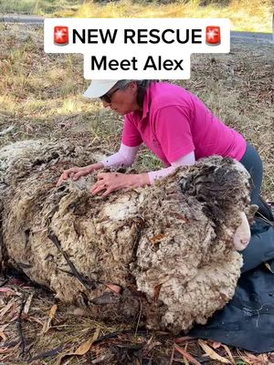 Meet Alex -burdened by 40kg of extra wool and saved by a kindhearted bushwalker. Watch his incredible transformation! ❤️ #friendsnotfood #animalrescue
