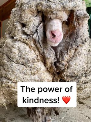 This is what the power of kindness looks like! These transformations are incredible and inspirational. 🙌🐑  A huge thank you to those who believe in and support our mission of kindness and who allow us to help animals like Baarack, April, Victoria, Anastasia, Rammie Baa Baa and Sally. ❤️  Rehabilitating farmed animals has become a hallmark of our work and our mission. And none of this is possible without the support of kind people like you! 🙏 #animalrescue #farmsanctuary #rescueanimals #friendsnotfood #tiktokforgood #tiktokpartner #sheepoftiktok 