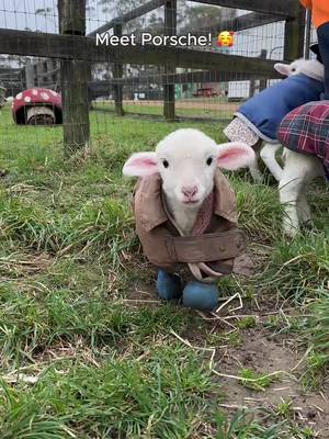 Meet Porsche, the most endearing of little lambs born without hooves ❤️ Porsche arrived at Edgar's Mission in early July of this year, and is the embodiment of resilience, tenacity and sweetness. Not only was she born without hooves, Porsche faced another setback in life: losing her dear mumma on the very day they were to be surrendered to sanctuary. With her little stumps bloodied and raw from her roughly ten days of walking on the rough and frosty earth, Porsche’s determination to survive was as tough as those stumps are set to become. Porsche drove herself firmly into our hearts the moment we met. Parking herself there she now has us all at her beck and call. Sweet Porsche requires daily care. Until she's old enough for real booties, her bandages need to be cleaned and changed every day. Although Porsche is priceless, her veterinary costs are extensive. Yet our pledge to give her the best possible life remains. We are currently raising urgent funds to support the ongoing care and wellbeing of our lambs. If you can, please donate via our link in bio and help us continue to provide life-saving assistance to lambs in need, just like Porsche. "If we could live happy and healthy lives without harming others, why wouldn’t we?"