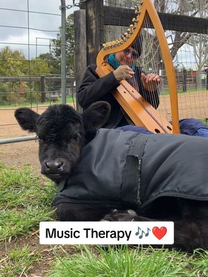 This is what kindness sounds like ❤️🐄🎶 Flashback to baby Spirit enjoying some music therapy!  "If we could all live happy and healthy lives without harming others, why wouldn't we?"  #EdgarsMission #FarmedAnimalSanctuary #AnimalRescue #Babyanimals #Music 