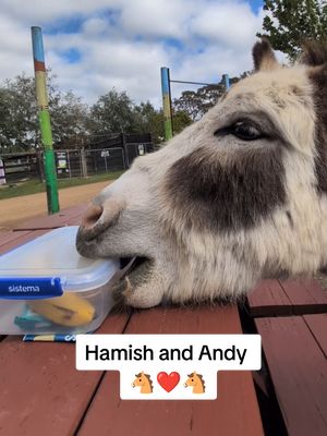 Hamish and Andy truly are a pair of troublesome boys! 🐴🐴 They get up to such cheeky behaviour roaming our sanctuary and will always bring a smile to your face watching their antics!!  "If we could live happy and healthy lives without harming others, why wouldn't we?"  #EdgarsMission #FarmedAnimalSanctuary #AnimalRescue #FunnyAnimals #Donkey 
