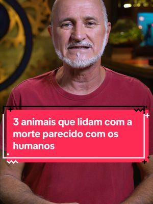 3 animais que lidam com a morte parecido com os humanos. #curiosidades #fatosdesconhecidos #elefantes #chipanze #morte