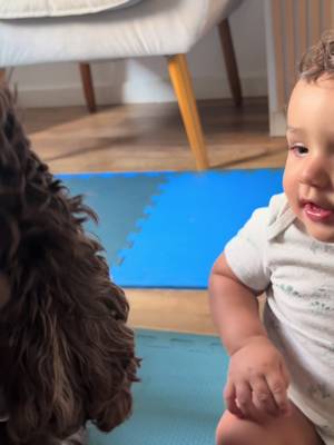 Atualizações do fredinho e seu irmão mais novo! #baby #dog #cockerspaniel #bebestiktoks #bebes