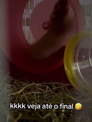 Frederico qse infartou o biri din #hamster #dog