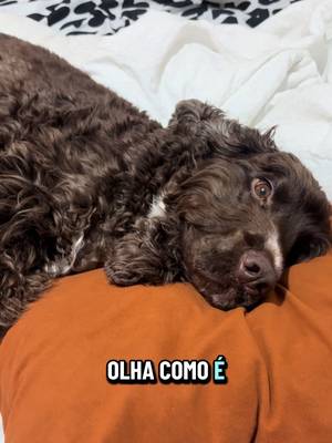 Fred mo vida maravilhosa #cocker #cachorro #dog
