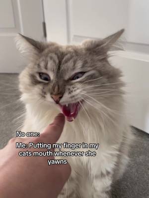 Anyone else do this? 😅 #catyawn #cats #catsoftiktok #catlovers #catslover #cutecatsoftiktok #siberiancats #catmoms #catmomlife #lifewithcats #catsvideos #funnycatvideos #cattok #cattoks #cattiktoks #relatablecatcontent #catmemes #grumpycats #dailydoseofcats