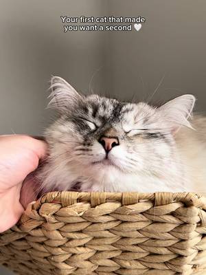 He’s sweet too but a little crazy 😭 #kittens #kittensoftiktok #cats #catsoftiktok #kittenlovers #catlovers #cutecatskittens #catmoms #catmomlife #lifewithcats #catsbelike #kittentoks #cattoks #funnycatvideos #catmemes #relatablecatcontent #brownkitten #browncat #chocolatecat #crazycat #siberiancat #ragdollkitten