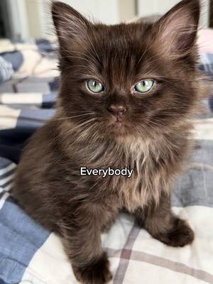 Throwback to my two favorite baby Teddy screams 😻🤎 #kittens #kittensoftiktok #kittenlovers #cutekittens #cutecatskittens #catmom #catmomlife #lifewithcats #catsvideos #funnycatvideos #catmemes #kittentok #cattok #cattoks #brownkitten #browncat #browncattok #chocolatecat #ragdollkitten #kittenmeow