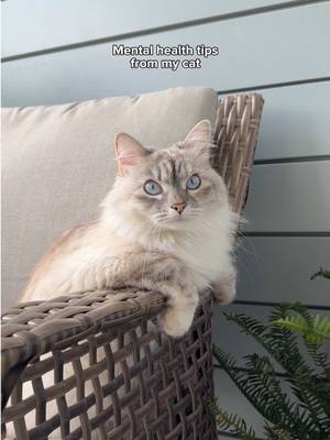 Highly recommend taking her advice #cat #catsoftiktok #cutecat #funnycat #MentalHealth