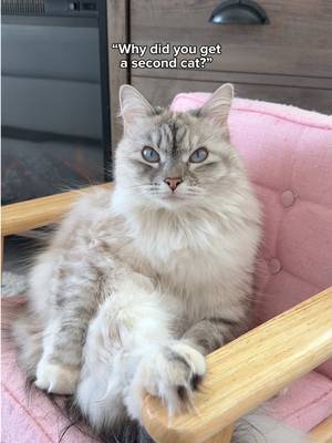 They’re always throwing paws 😭 IB: @Mika & Mocha🤎 #cat #catsoftiktok #cutecat #funnycat #catlife
