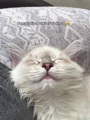 Crying right now 😭🤍 #cat #catsoftiktok #cutecat #catlover #kitten