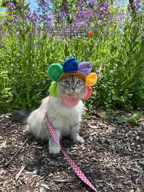 Freya’s been loving the warm weather lately 🥹☀️ #cat #catsoftiktok #catlover #cutecat #adventurecat