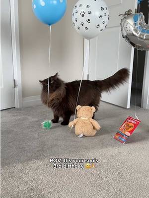 Happy Birthday to our sweet little Teddy bear! 🧸🤎 #catbirthday #cat #catlover #cutecat #catsoftiktok