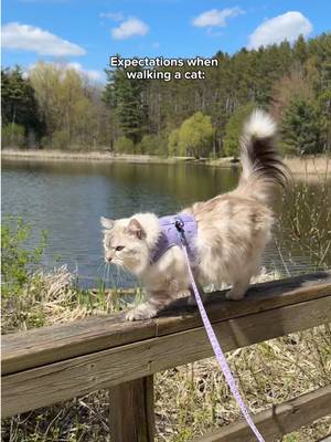 What it’s really like bringing Freya on walks 😂 #cat #catsoftiktok #funnycat #adventurecat #relatable