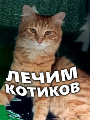 Спасибо зрителям за поддержку, которую я вижу каждый день. Я очень ценю это, вы самые лучшие! #Twitch #Stalcraft #котик