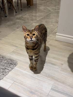 It’s bed time and George is a bossy boots. Clearly, he is at the top of the totem pole in this house #🙄 #catslave #bossyboots #yawn #toocute #catboss #bengal #bengalcat #bengalworld #hamont #rescuecat #bosscat #bedtime #yawn #talkingcat #chattycat 