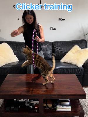 So part of George’s rehabilitation after rescuing him two years ago was to clicker training him for mental stimulation. It’s amazing how quickly he caught on to every new trick! Here’s his repertoire so far. How many tricks can you count? Comment below!  #clickertraining #smart #smartcat #tricks #cattricks #training #rescuecat #bengal #bengalcat #bengalcatsoftiktok #cats #catsoftiktok #catoftheday #goodboy #goodboi #hamont #viral 