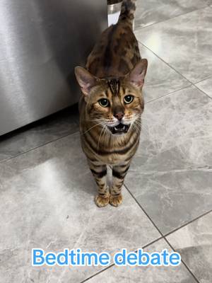 George is actually a pretty quiet cat but when he wants something, he is very vocal. Breakfast and bedtime are when he’s the chattiest, squeaky talker. Poor boy sounds so sad 🥺 #bedtime #please #sad #talkingcat #squeakycat #georgethebengalcat #pleasemomma #sadcat #bengalcat #myson #fyp #comefollow 
