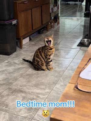 George was full of bedtime complaints last night!  😾”Mow, Squeaks and Quacks!” and mom still wouldn’t listen! 😤 #georgethebengalcat #squeakycat #talkingcat #quacks #fyp 