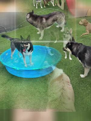 Shady & friends @Sugar Paws Doggy Daycare ❣️ He loves it there so much! ❤️🐶❤️ #dogdaycare #doggiedaycare #dogmom #fyp #dog 