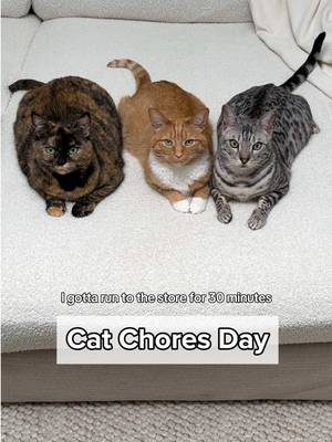 I gave Ginger, Pepper, and Cinnamon chores to do… it was a big mistake 😂 - #catvideos #catskits #funnyvideos #funnycats