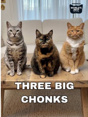 When you have three big chonks at home, a good litter makes all the difference! 🌽🐱 @World’s Best Cat Litter® is easy to scoop, quick clumping, 99% dust free, made from whole kernel corn, and helps with odor control, which is very needed in this house! 💨 😅 #Ad #ThreeBigChonks #WorldsBestCatLitter