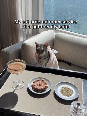 My cat is living his best life 🥹