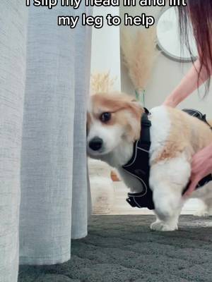 Award for the #goodestboy goes to π₯#corgi #corgisoftiktok #foryou #pure