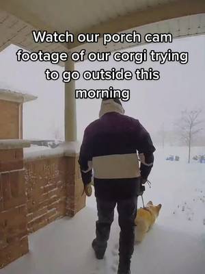 Its not a corgi day πβοΈ #torontosnow #torontosnowfall #corgisdoingthings #corgisoftiktok #corgisinthesnow #porchcamera #foryou #fyp