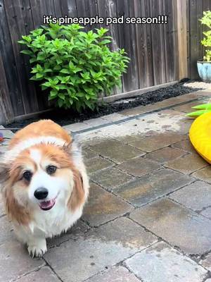 The lil stomps in the water π₯Ή #fluffycorgi #weratedogs