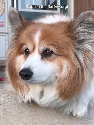 Heβs genuinely Mr. worldwide. π where in the world do you follow from?? #fluffycorgi #weratedogs