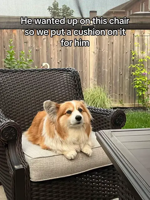 #fluffycorgi #weratedogs