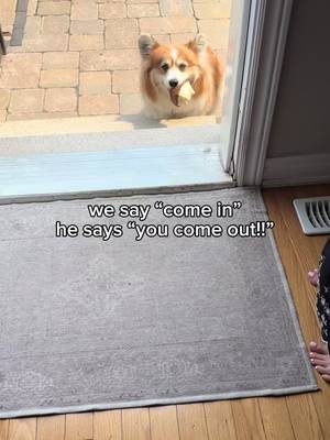 A daily ritual π€£ #corgisoftiktok
