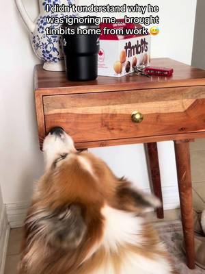 He sniffed those out immediately π #corgisoftiktok #fluffycorgi