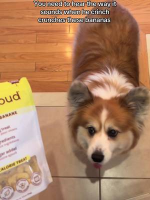 Itβs too good π₯Ή #corgisoftiktok #fluffycorgi