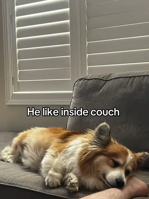 @hudsonthefluffyco TikTok video cover