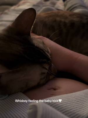 He can’t wait for his tiny human to arrive🥹 #catsandbabies #babykicks #bengalcat #catlover