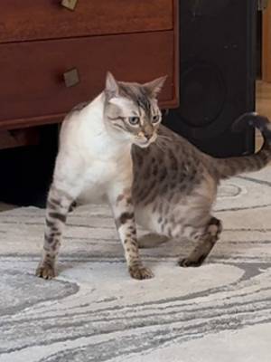 Not a thought between those ears😩 #catsoftiktok #funnycat #funnycats #bengalcat #cats