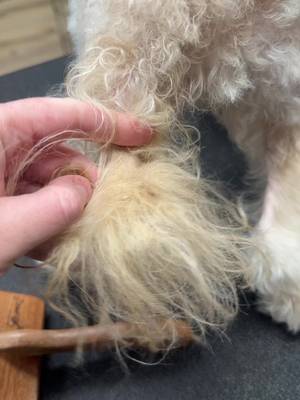 Brushing out a tail with all Canadian products