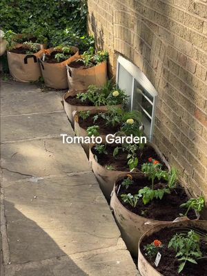 Attempting to grow 9 varieties of heirloom tomatoes this year 🧺