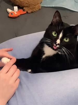 HIS SLOW BLINKS😭😭😭 he needed a massage after all the biscuits he was baking #fyp #fallfood #lightsareon #cattok #mypet #biscuits #catoftheday