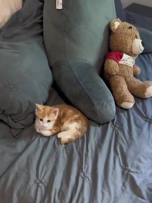 THERE’S A TINY LITTLE MAN ON MY BED😭 #fyp #kittensoftiktok #cutenessaggression #fostercat 
