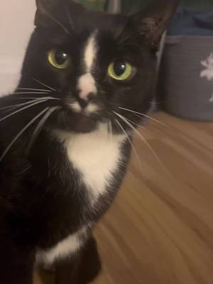 the gentlest little meow youve ever heard!! #fyp #cattok #meow #chattycat #talkinganimals #PetsOfTikTok 