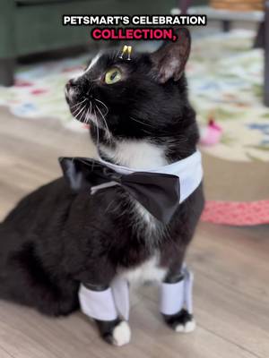 #ad Wedding planning coming to an end? ✔️ Making sure Chester and Dolly had their wedding-day looks? Also ✔️ PetSmart Canada having everything we need? Absolutely ✔️ Between timelines, emails, and last-minute to-dos, we almost forgot one very important detail: our cats obviously needed to be dressed for the occasion too. 💍🐱 Thankfully, PetSmart Canada same-day delivery made it easy to get everything we needed right when we needed it, and the Celebration Collection had our furry family members looking wedding-ready in no time. Because every member of the family deserves a role on the big day. ❤️ #PetSmartPartner #PetsAreFamilyToo #PetSmartCanada #catparents 