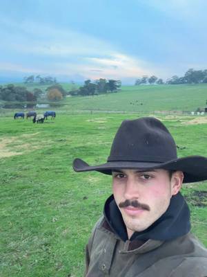 Enjoying the view with the little ones #hahndorffarmbarn #country #grasspuppies #aussie #foryou