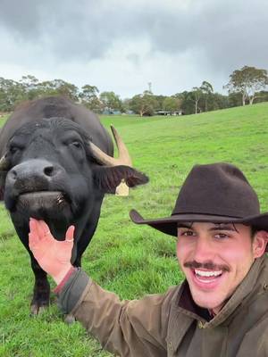Missin you Billy boy #hahndorffarmbarn #country #grasspuppies #aussie #foryou