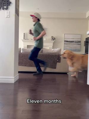 A year in the making .. one more day until Colin turns one 🥳 #colin #one #goldenretrieverpuppy