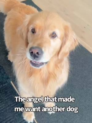 If you're thinking of a second dog here is your sign 😄 sound got muted earlier so reposting 😉 #goldenretrieverlife