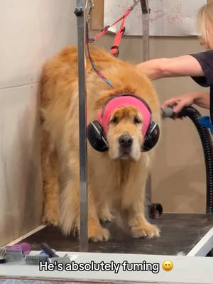 How could you Doris 😭 he loves Lynda but not the dryer 😄 @BeautyNtheBeast #goldenretriever